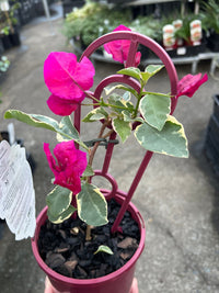 Bougainvillea 'Zuki' (Bougainvillea Bambino™) - Ladybird Nursery