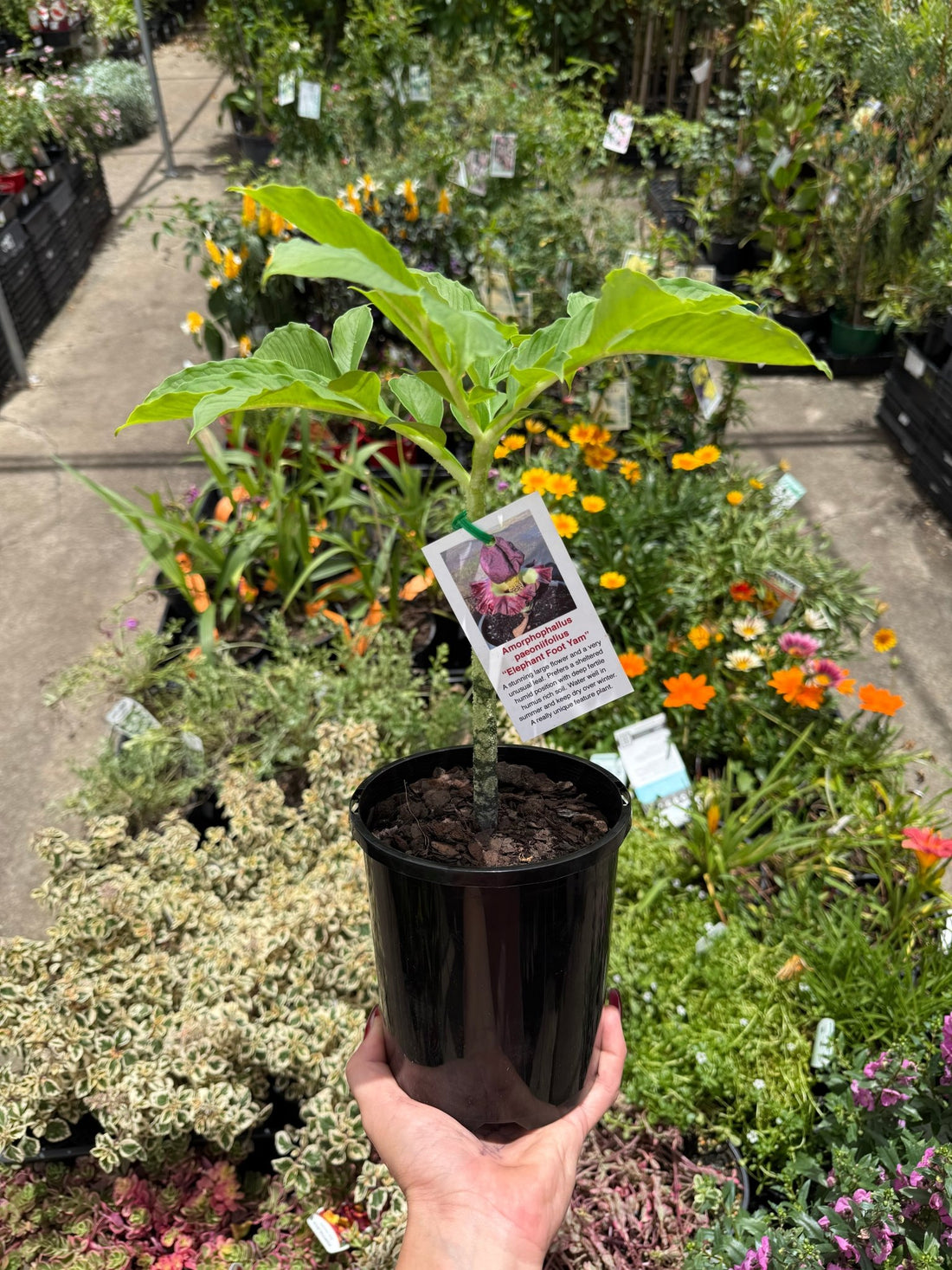 Elephant Foot Yam (Amorphophallus paeoniifolius) - Ladybird Nursery