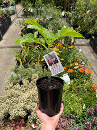 Elephant Foot Yam (Amorphophallus paeoniifolius) - Ladybird Nursery