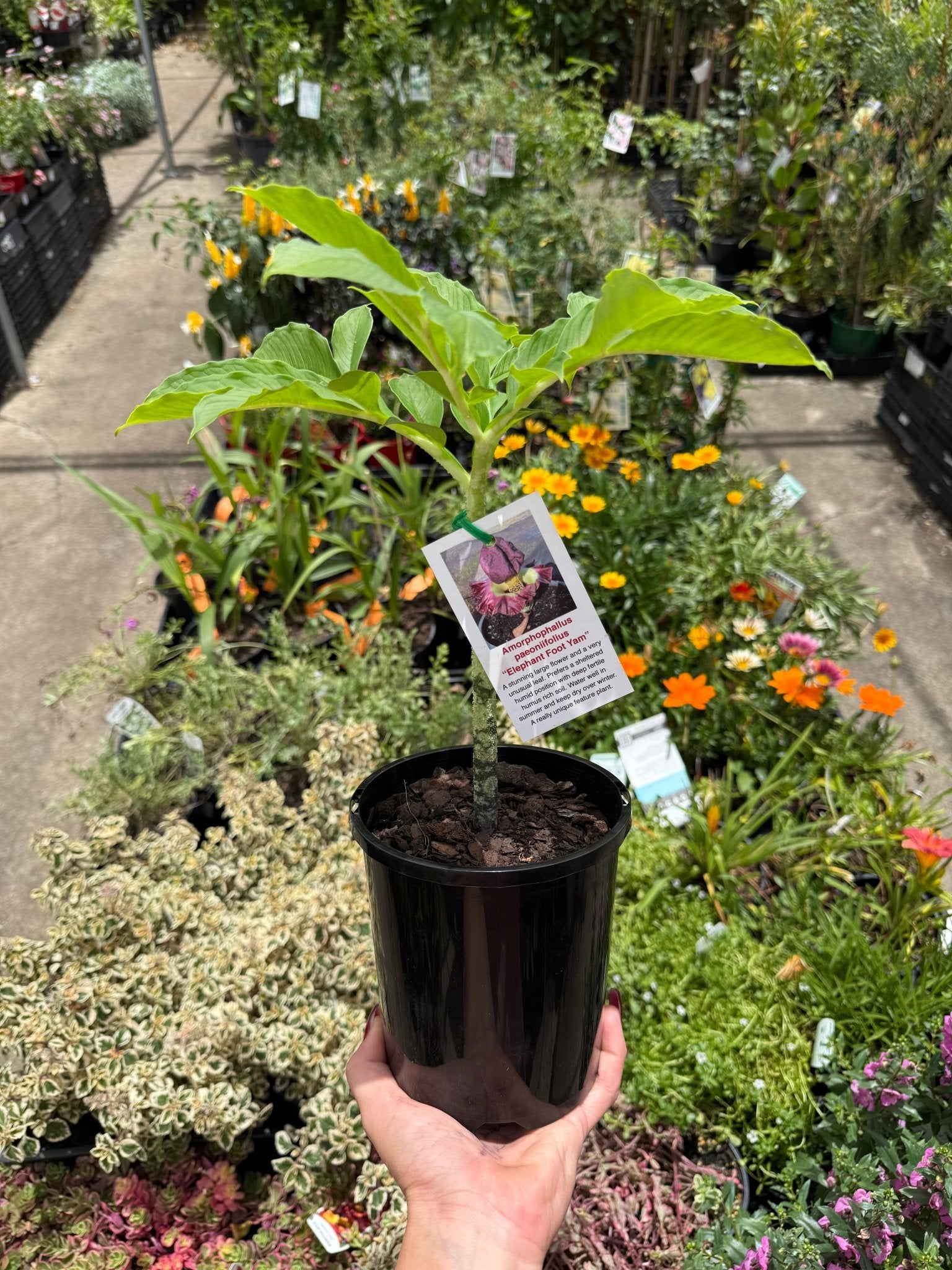 Elephant Foot Yam (Amorphophallus paeoniifolius) - Ladybird Nursery
