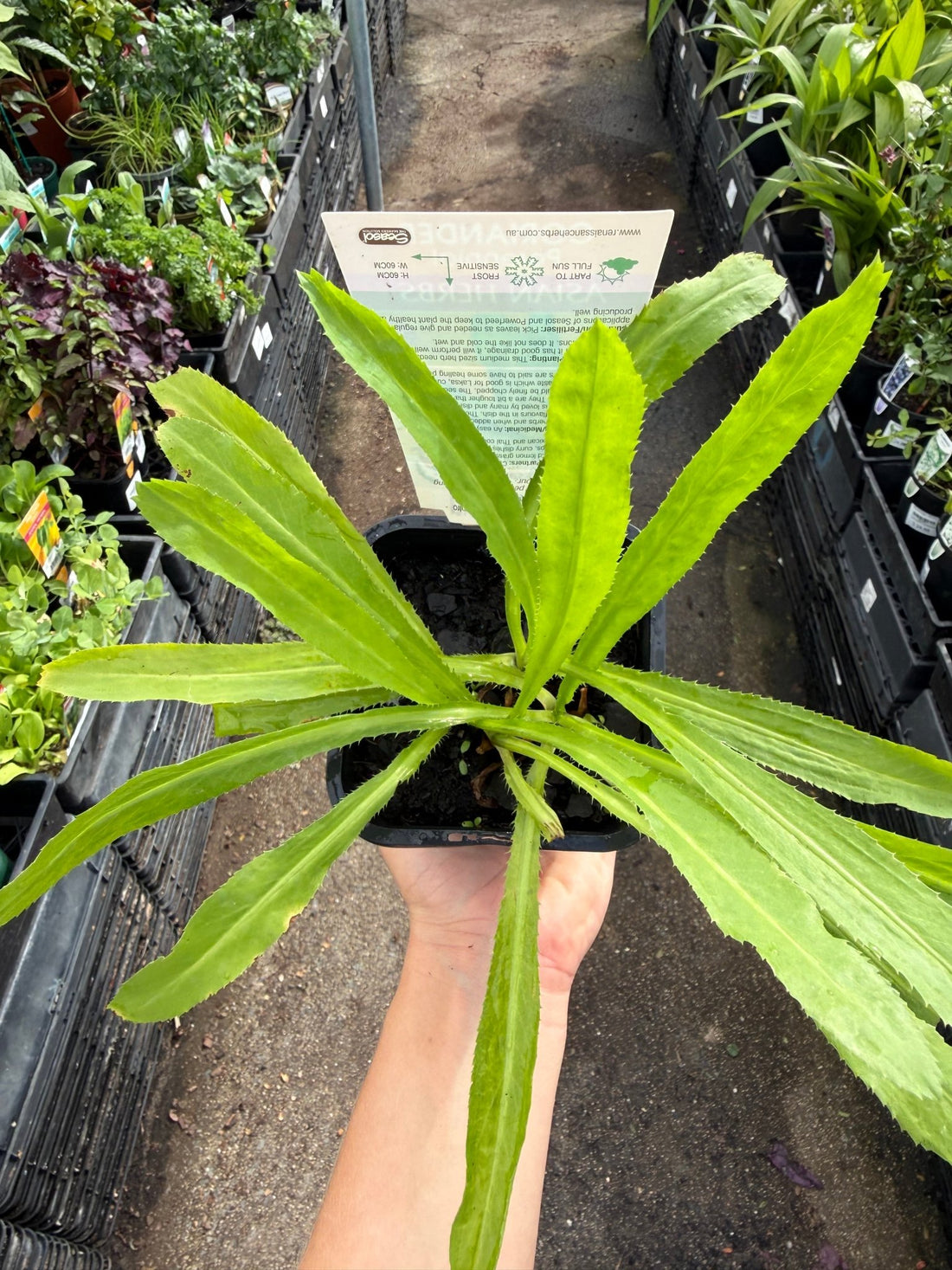 Perennial Coriander (Eryngium foetidum) - Ladybird Nursery