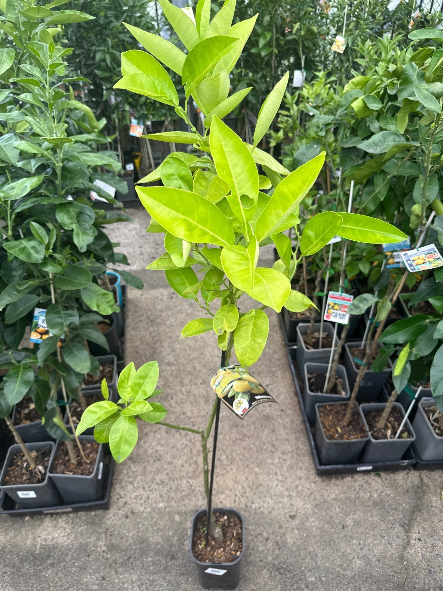 Grapefruit ‘Wheeny’ (QLD Only) - Ladybird Nursery