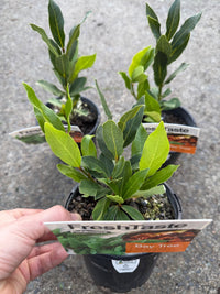 Bay Leaf (Laurus nobilis) - Ladybird Nursery