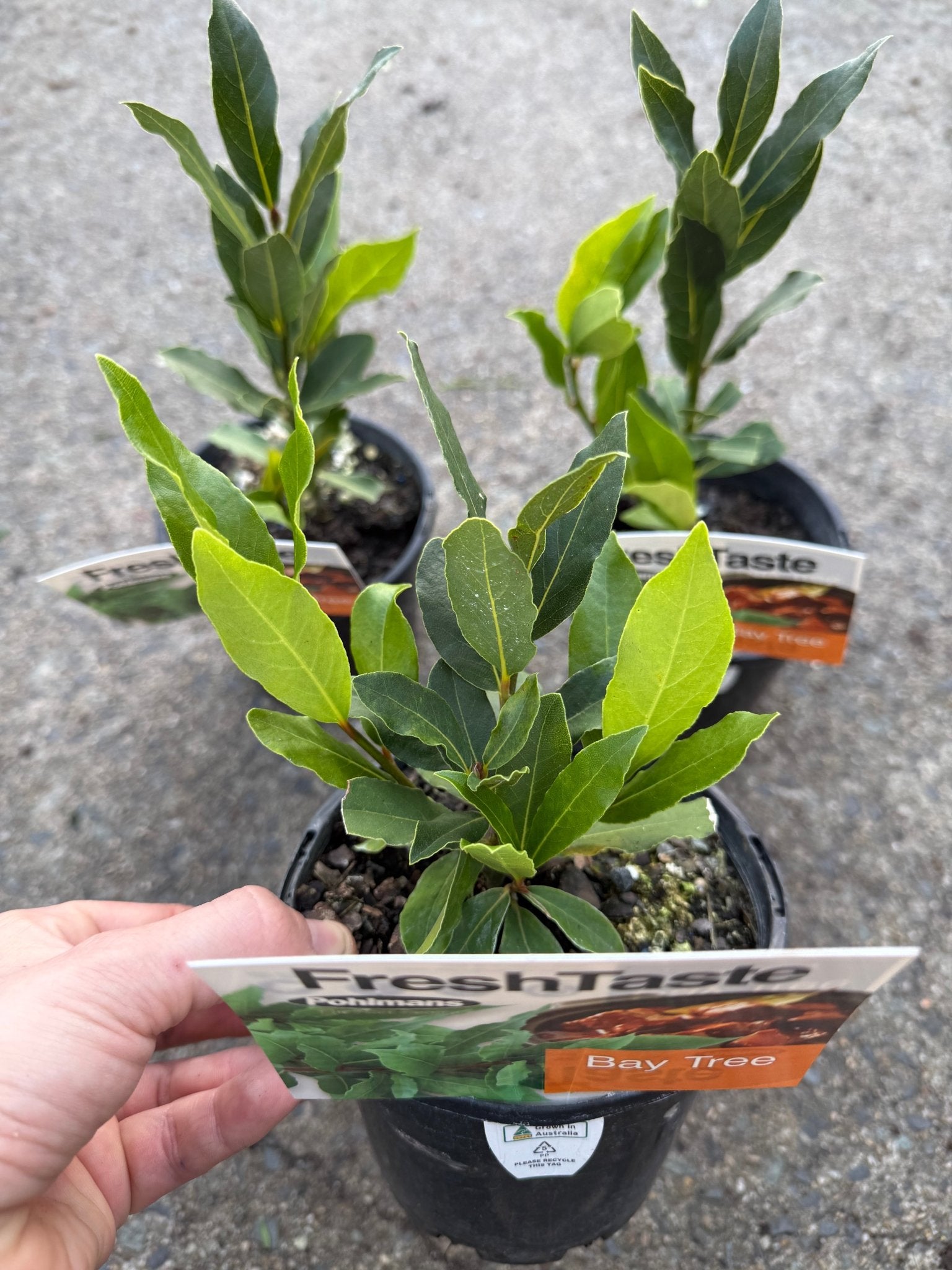 Bay Leaf (Laurus nobilis) - Ladybird Nursery