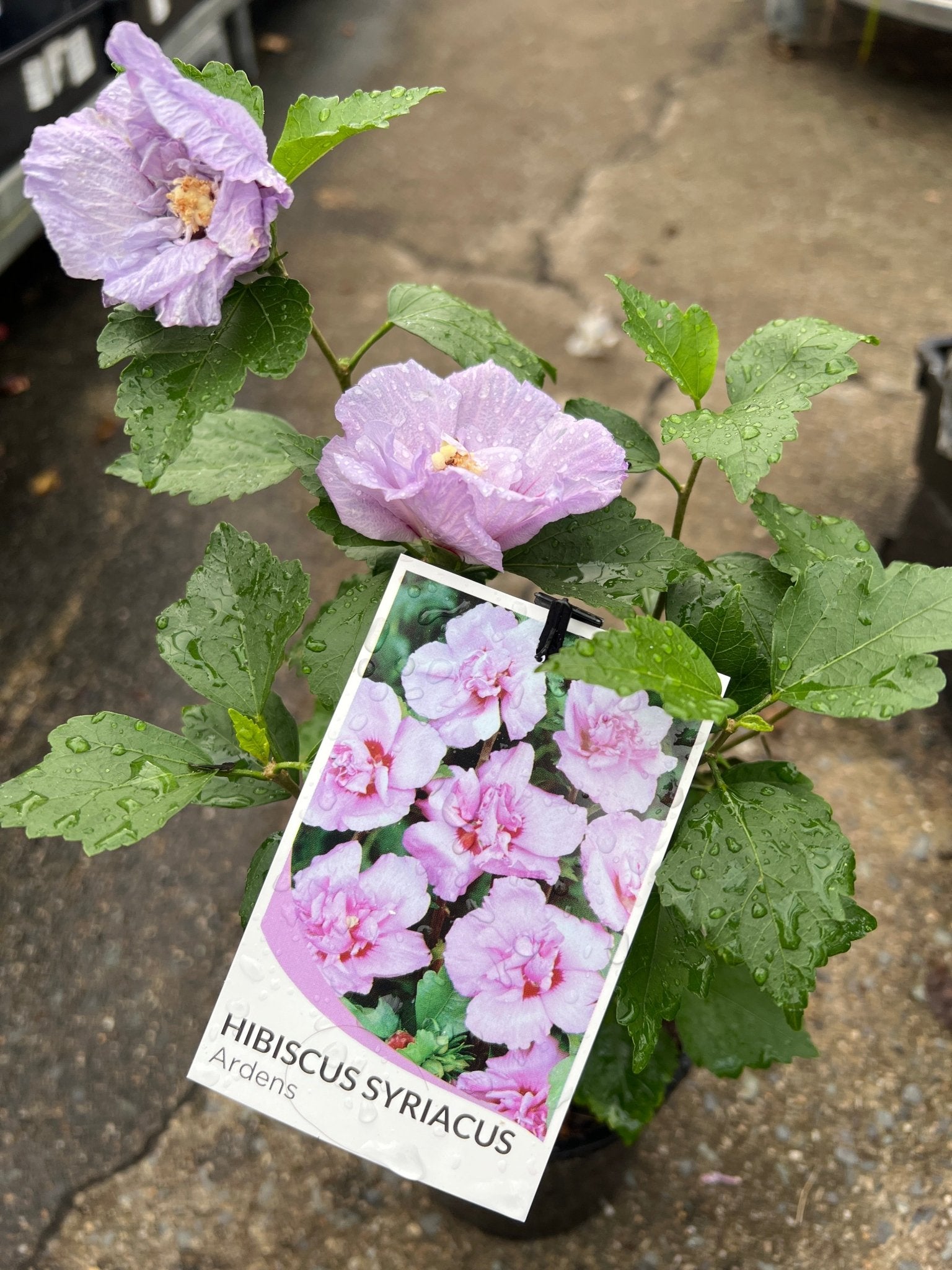 Rose of Sharon 'Ardens Pink' (Hibiscus syriacus) - Ladybird Nursery