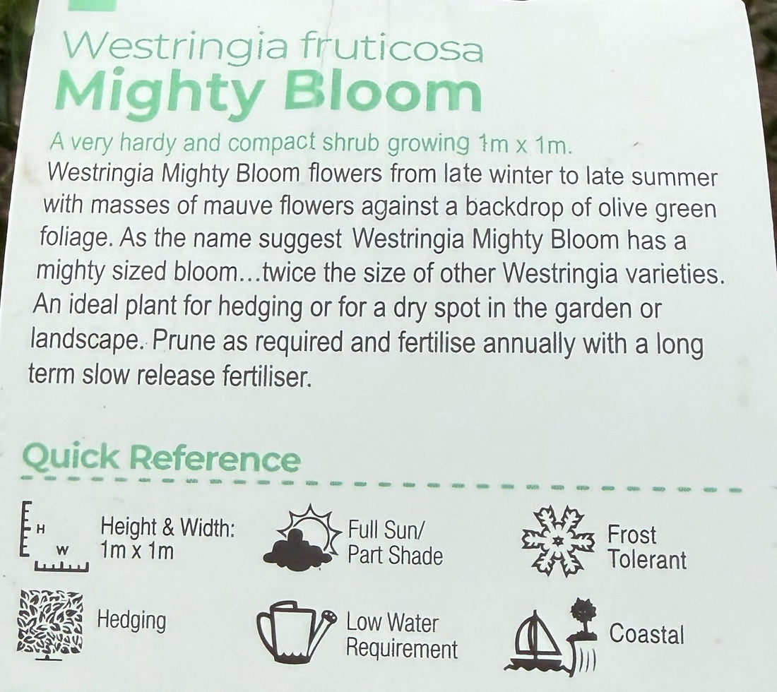 Coastal Rosemary 'Mighty Bloom' (Westringia fruticosa) - Ladybird Nursery