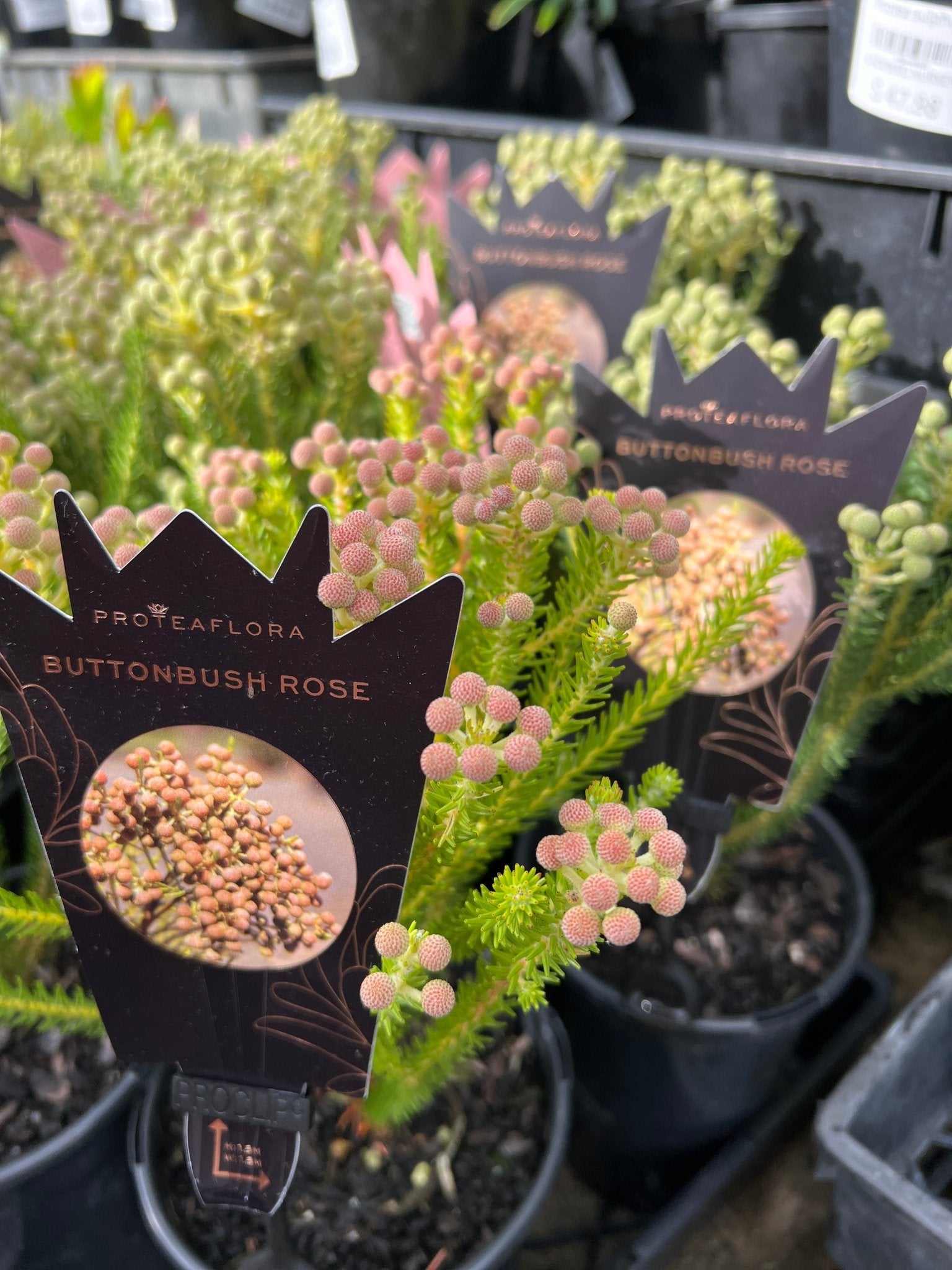 Berzelia rubra ‘Buttonbush Rose’ - Ladybird Nursery