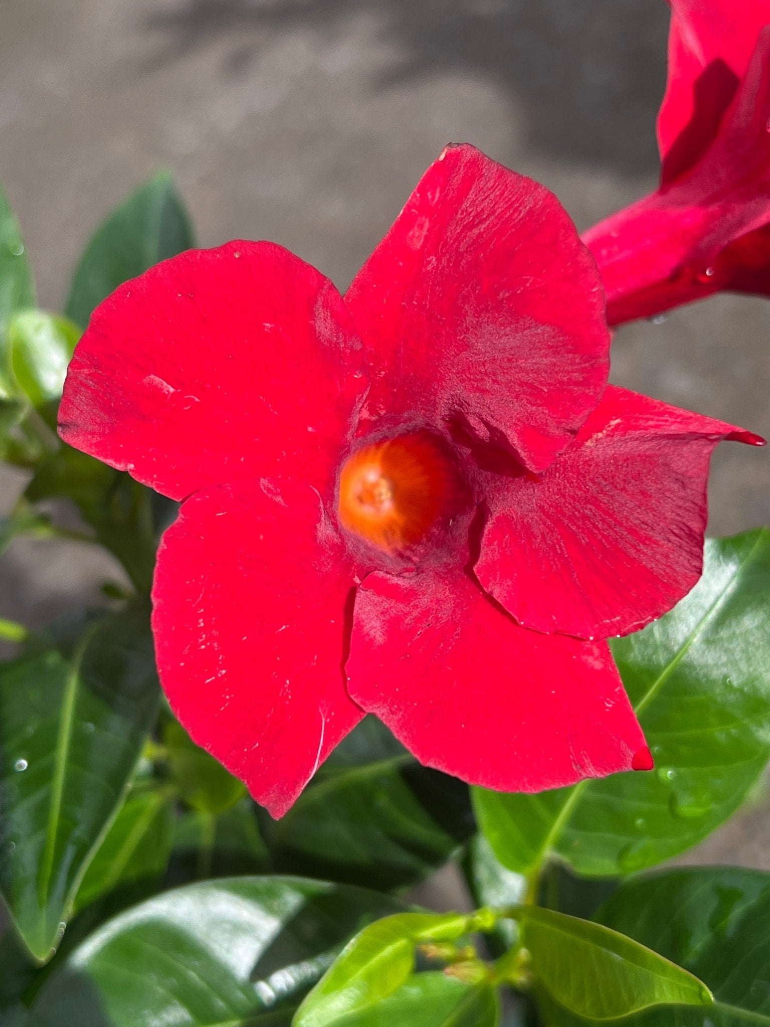 Mandevilla 'Scarlet Pimpernel' (Dipladenia sanderi) - Ladybird Nursery