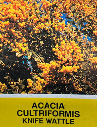 Knife Leaf Wattle (Acacia cultriformis) - Ladybird Nursery