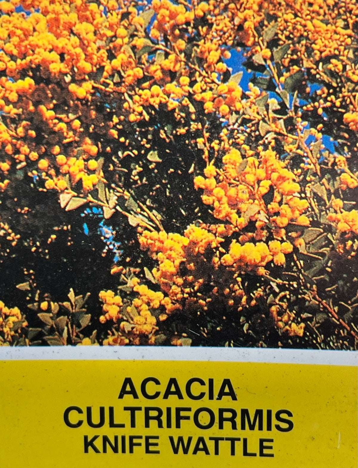 Knife Leaf Wattle (Acacia cultriformis) - Ladybird Nursery