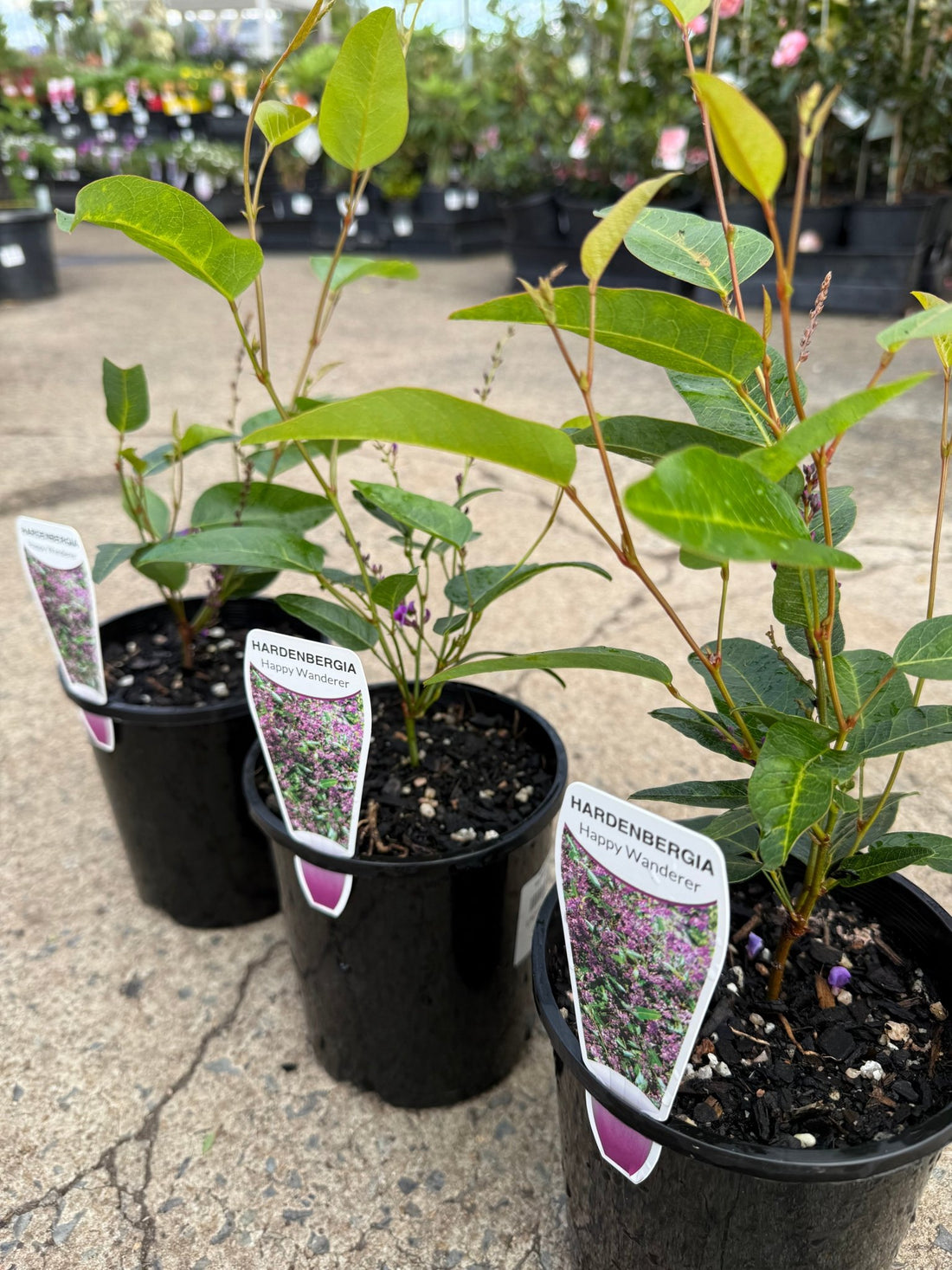 Hardenbergia ‘Happy Wanderer’ (Hardenbergia violacea) - Ladybird Nursery