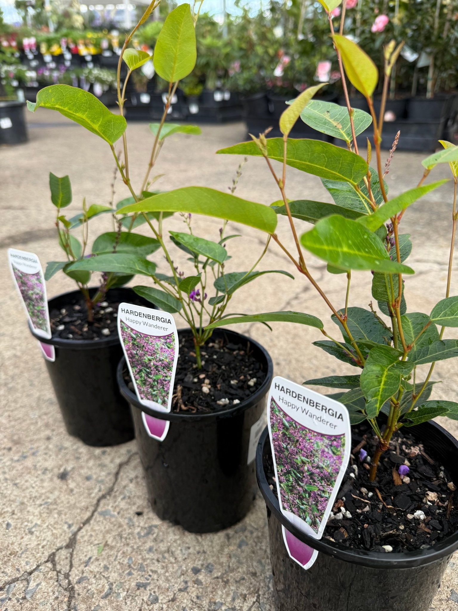 Hardenbergia ‘Happy Wanderer’ (Hardenbergia violacea) - Ladybird Nursery