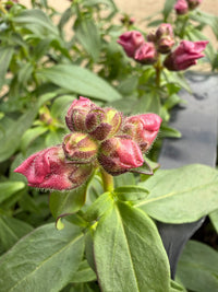 Snapdragon 'Double Violet' 10 Cell (PICK UP ONLY)