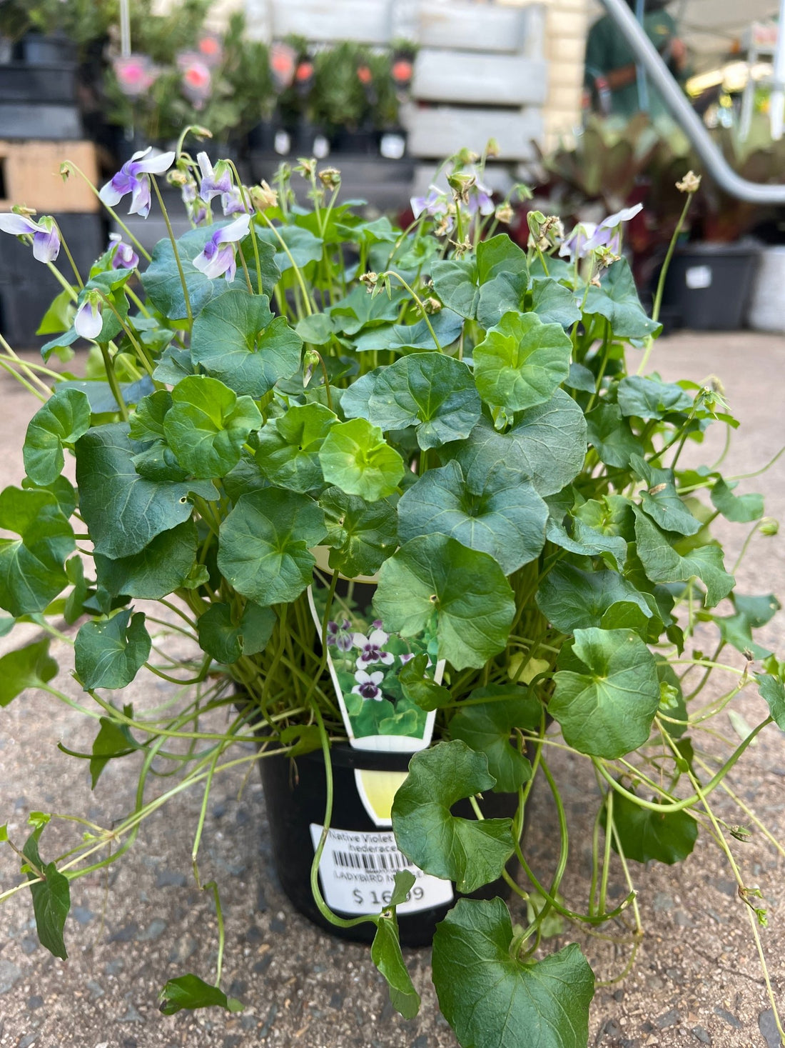 Native Violet (Viola hederacea) - Ladybird Nursery
