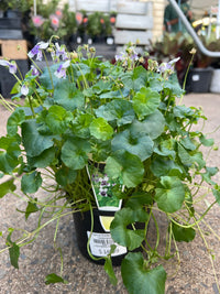 Native Violet (Viola hederacea) - Ladybird Nursery