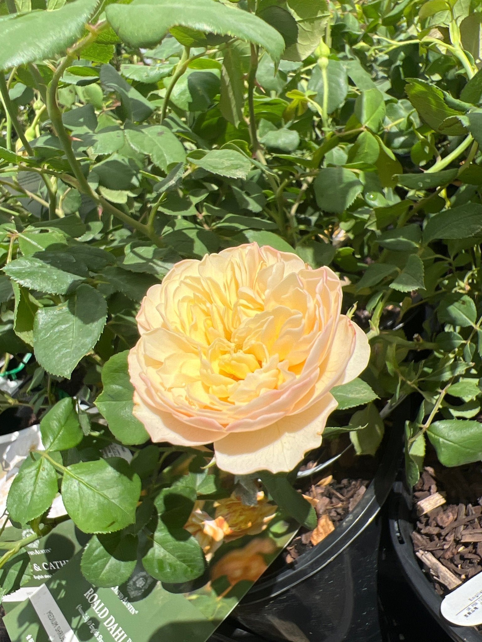 Rose 'Roald Dahl' (David Austin) - Ladybird Nursery