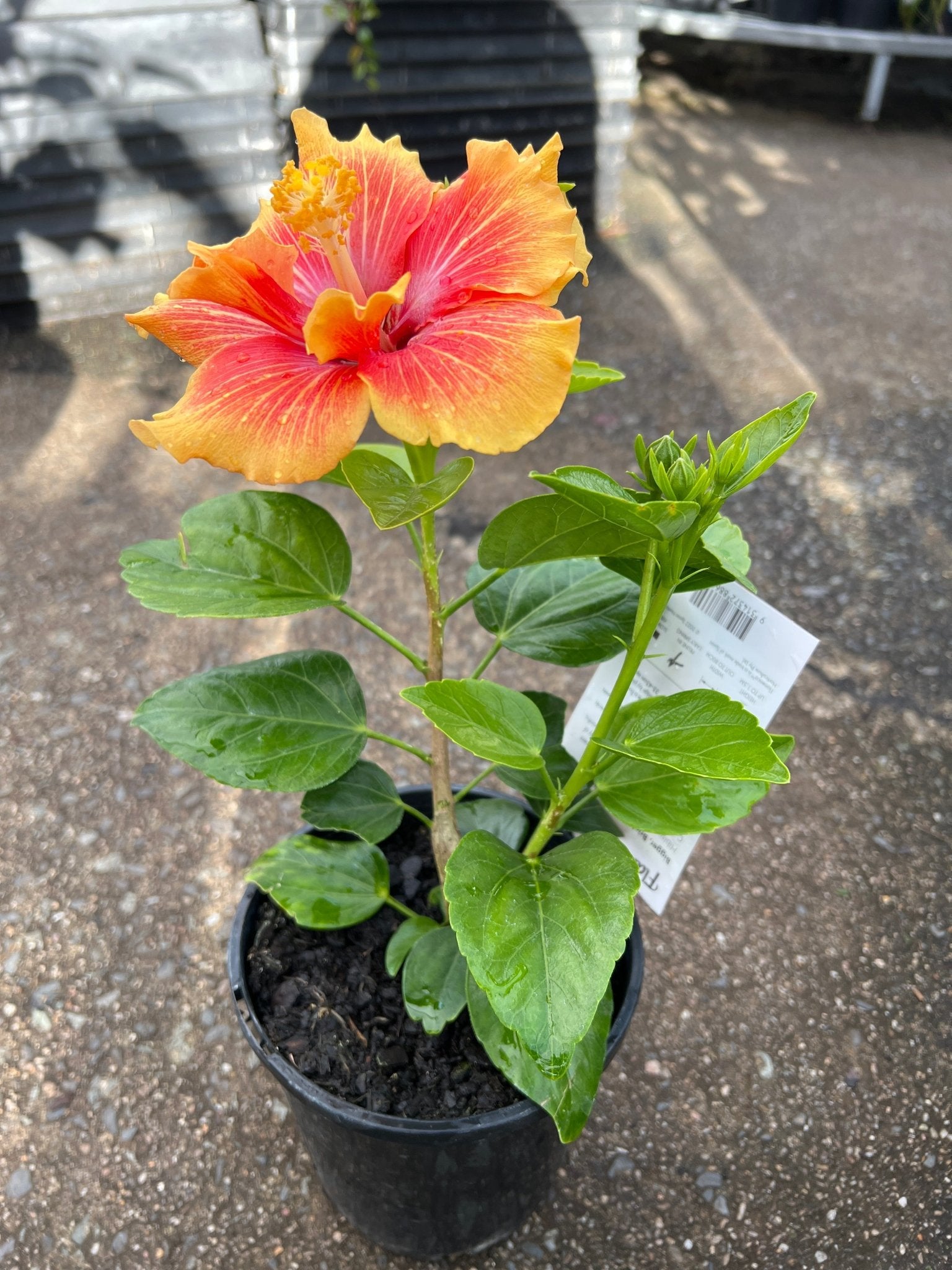 Hibiscus 'Flamenco™ Double Apollo' - Ladybird Nursery