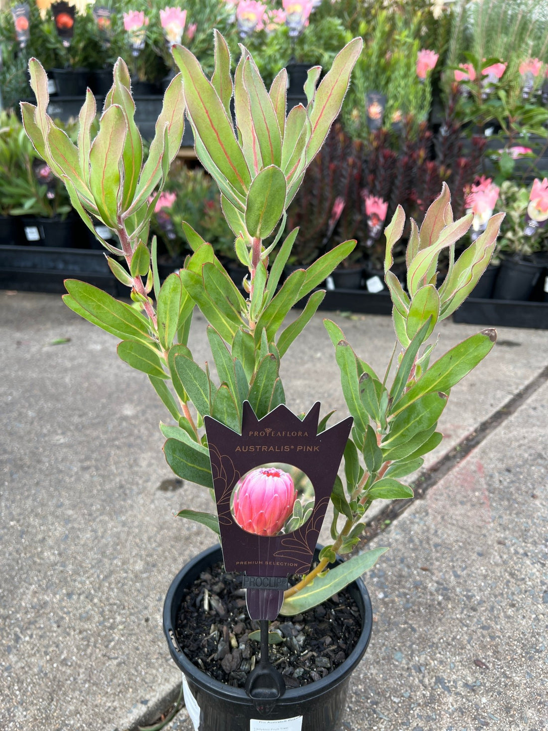 Protea 'Australis Pink' - Large - Ladybird Nursery