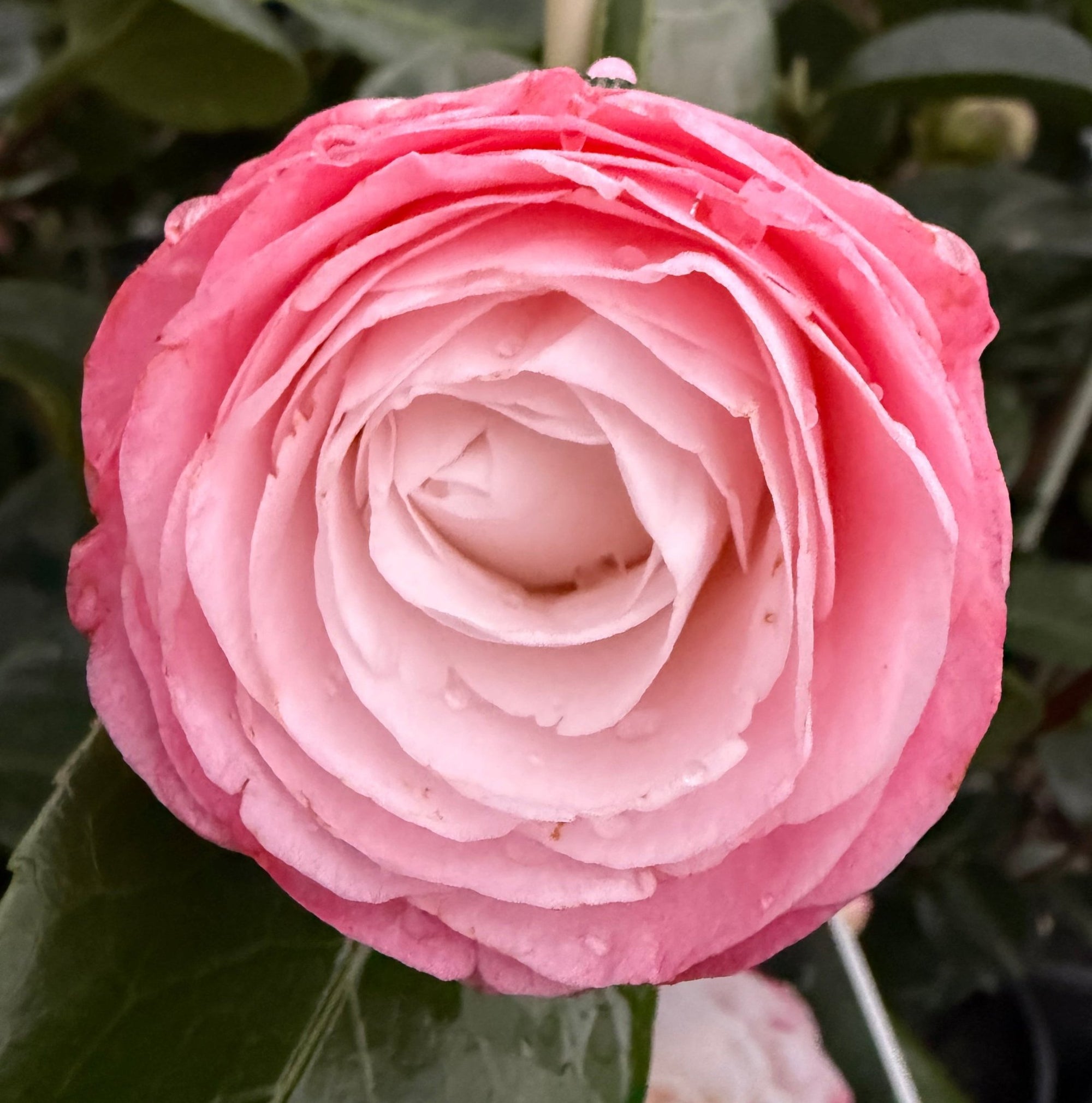 Camellia 'Desire' (Camellia japonica) - Ladybird Nursery