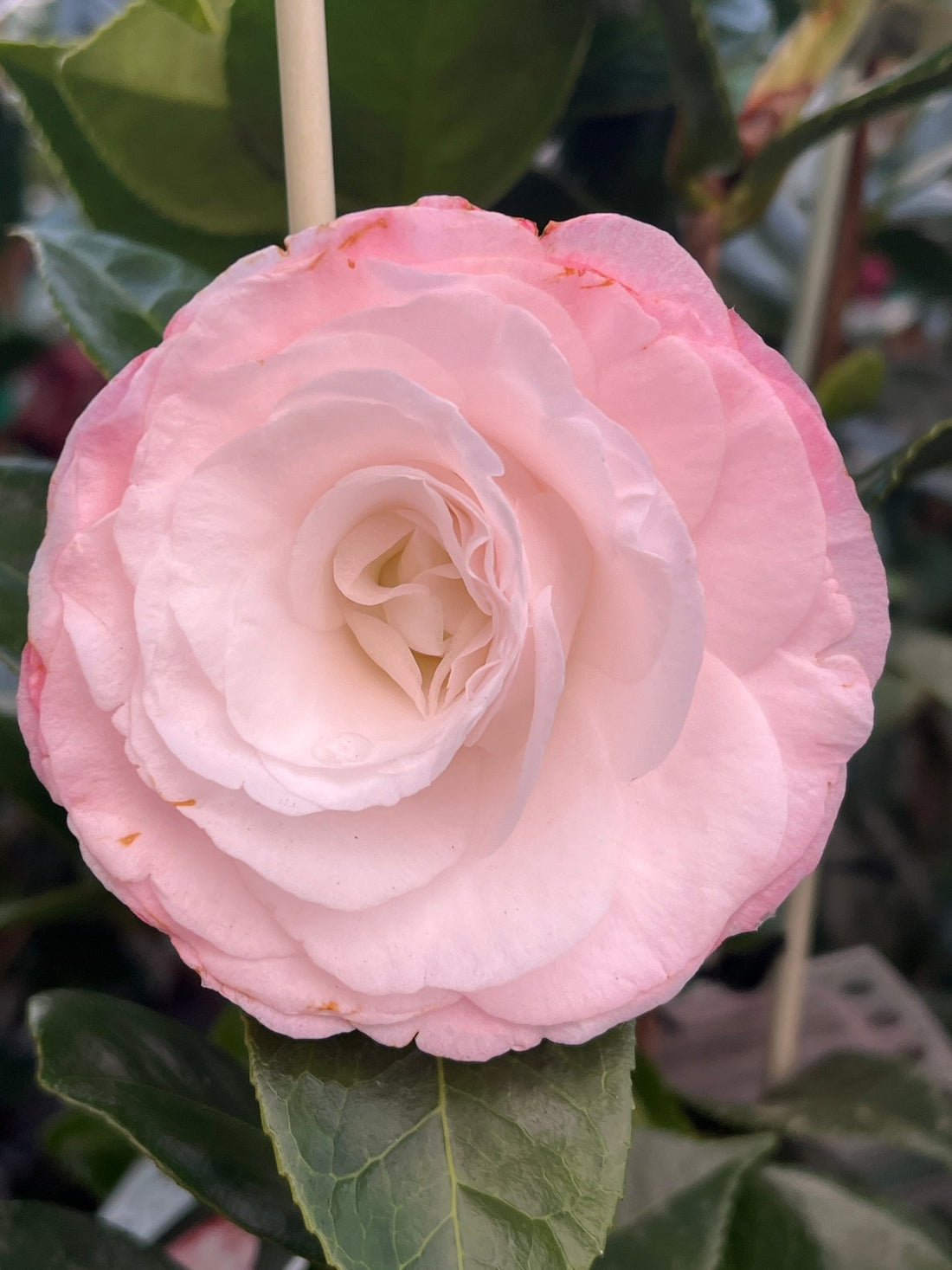 Camellia 'Desire' (Camellia japonica) - Ladybird Nursery