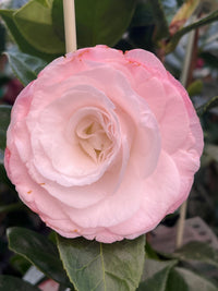 Camellia 'Desire' (Camellia japonica) - Ladybird Nursery
