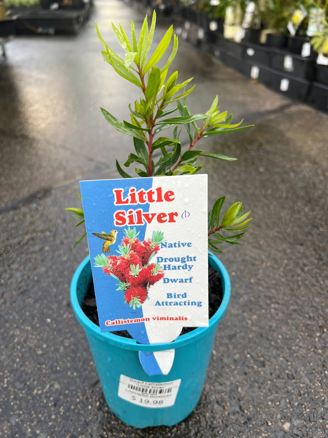 Dwarf Callistemon 'Little Silver' - Ladybird Nursery