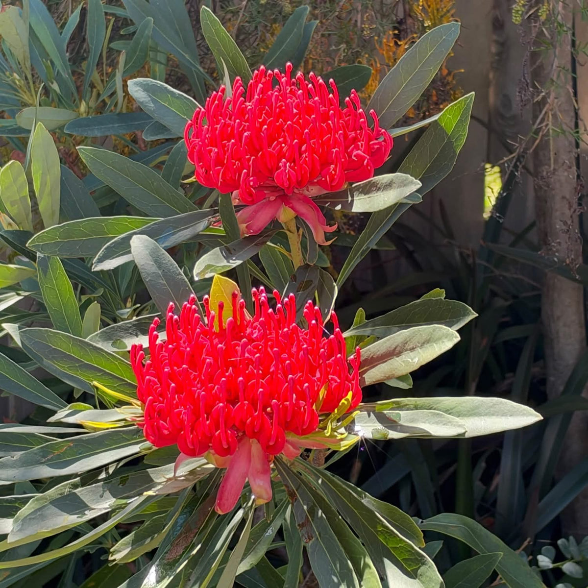 Waratah Essies Gift (Telopea) - Large - Ladybird Nursery