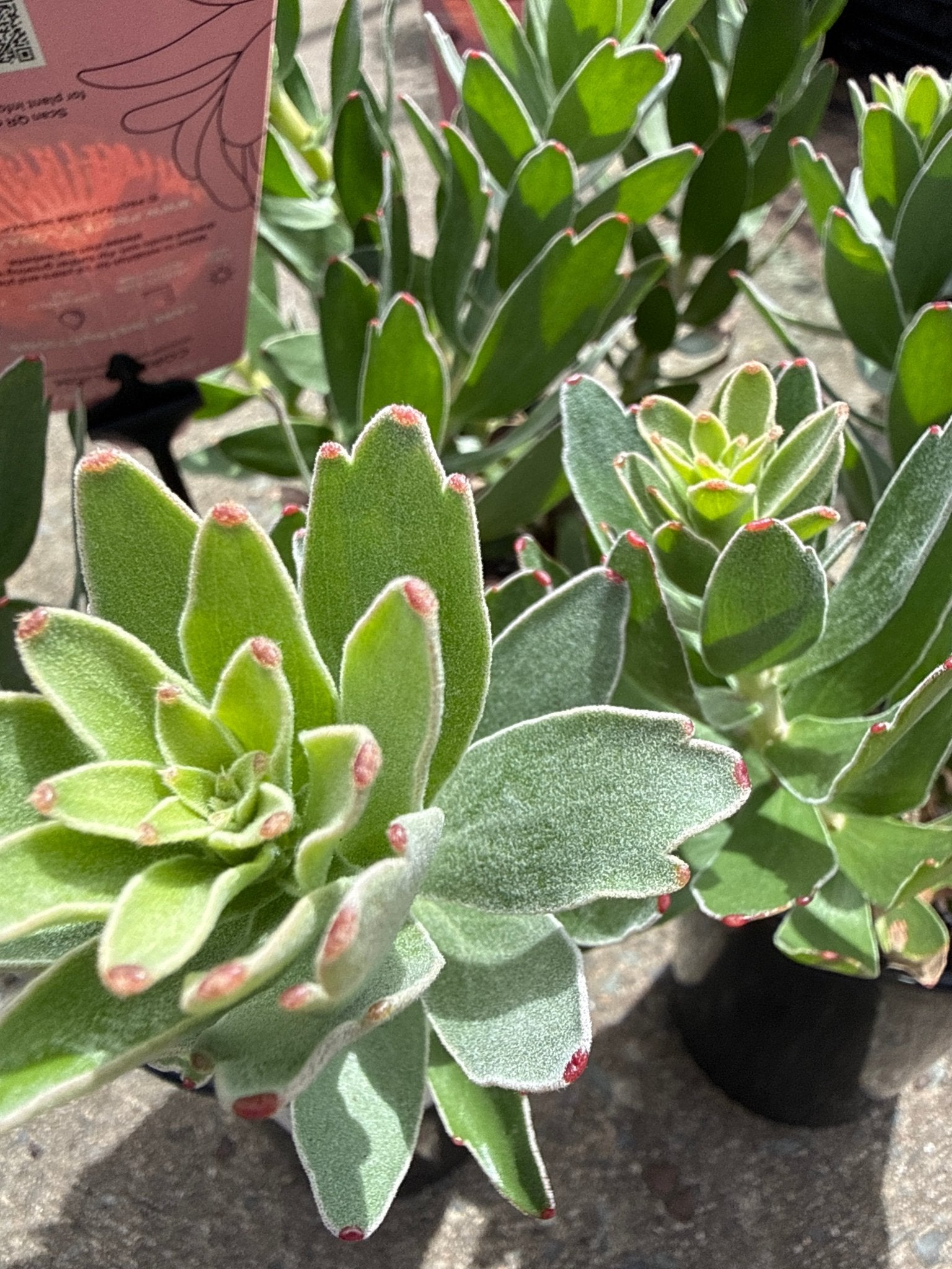 Leucospermum cordifolium - Ladybird Nursery