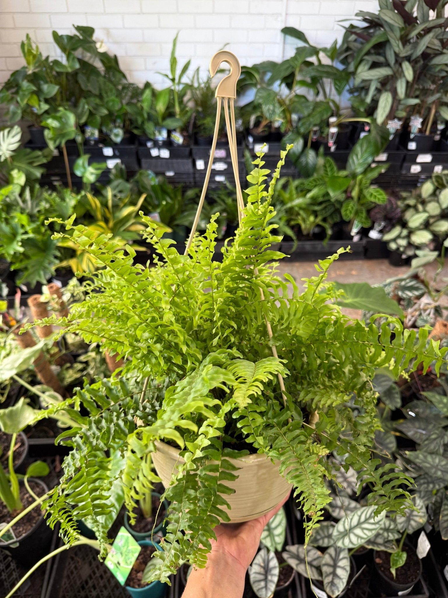 Fern in Hanging Basket (Nephrolepis) - Ladybird Nursery