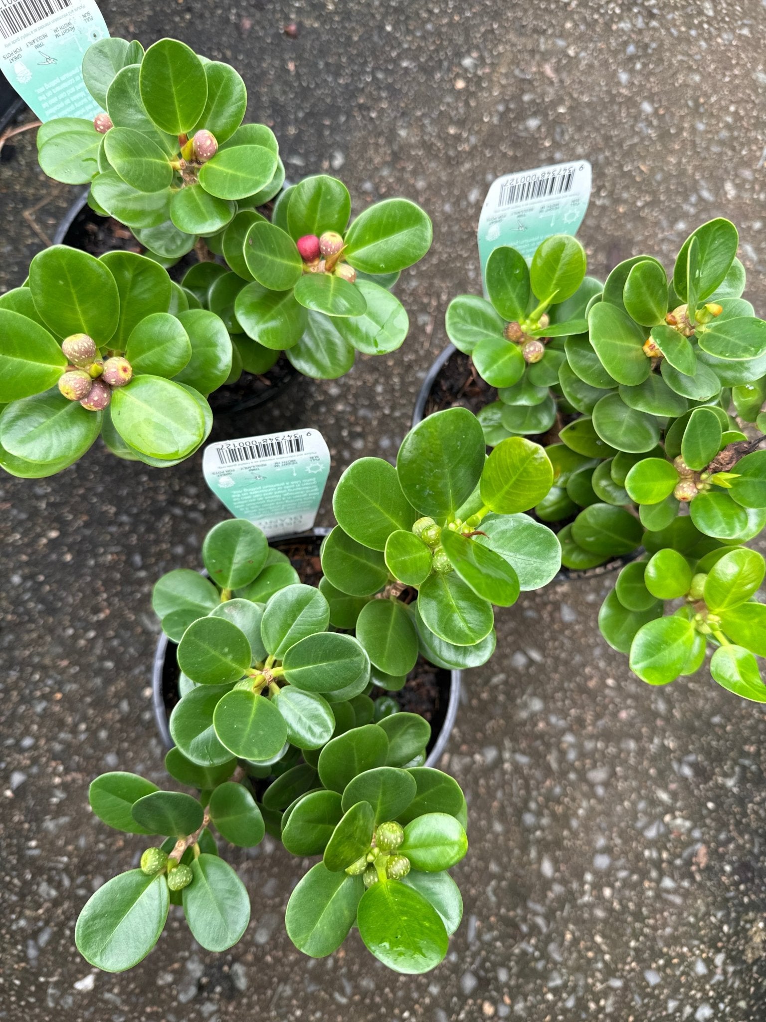 Green Island Fig (Ficus microcarpa) - Ladybird Nursery