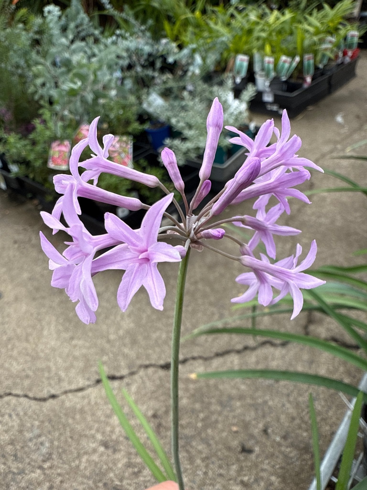 Society Garlic (Tulbaghia violacea) - Ladybird Nursery
