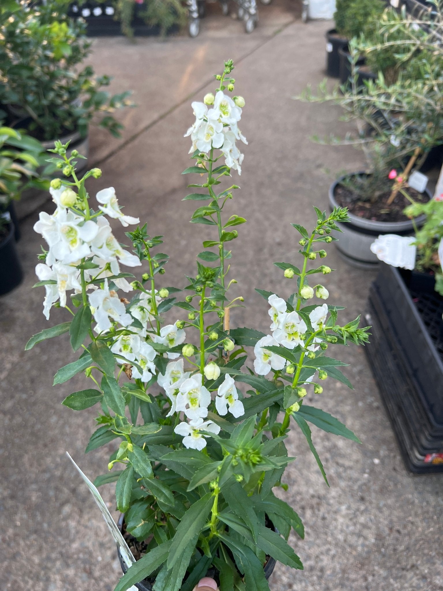 Archangel 'White' (Angelonia) - Ladybird Nursery