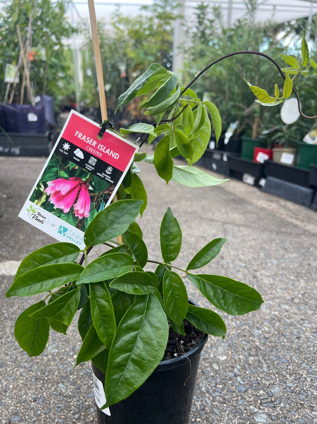Fraser Island Creeper (Tecomanthe hillii) - Ladybird Nursery