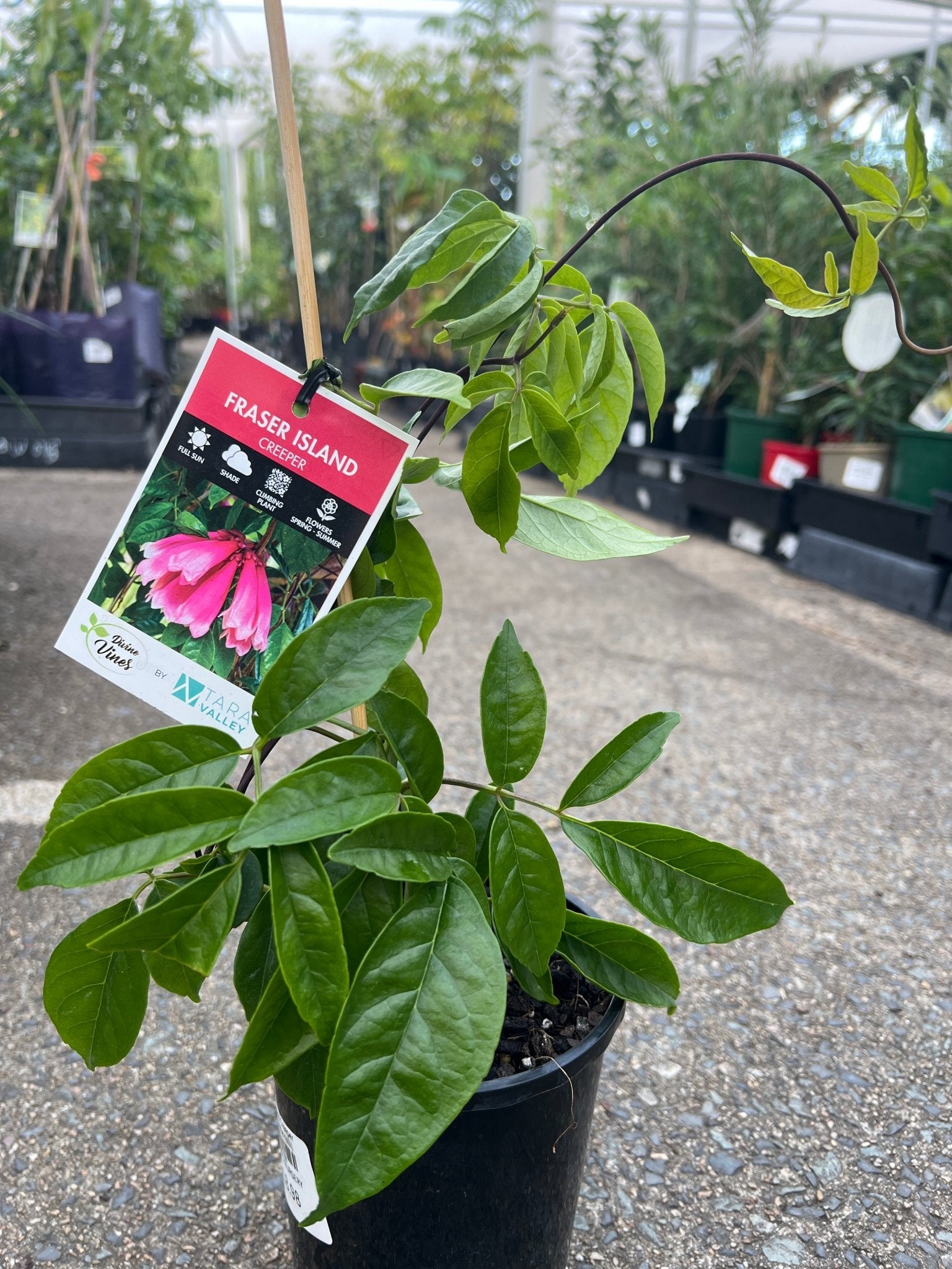 Fraser Island Creeper (Tecomanthe hillii) - Ladybird Nursery