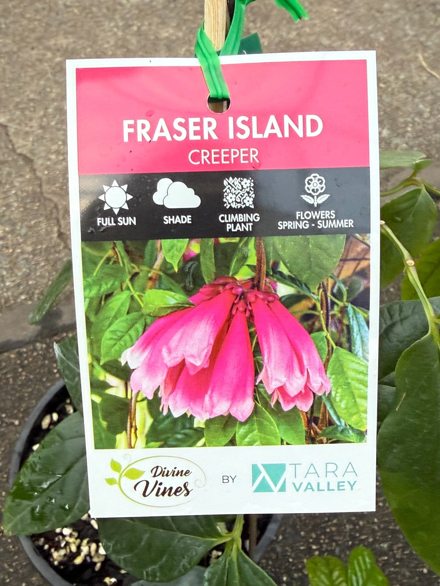Fraser Island Creeper (Tecomanthe hillii) - Ladybird Nursery