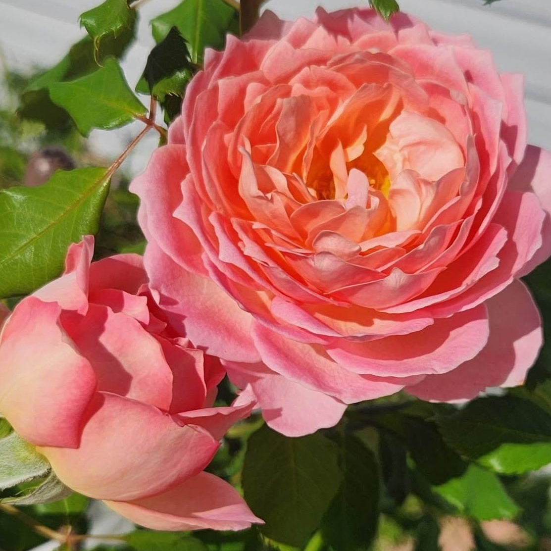 Rose 'Jubilee Celebration' (David Austin) - Large - Ladybird Nursery