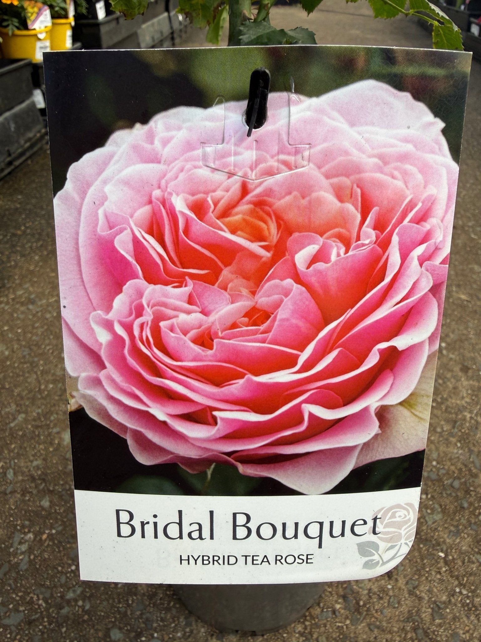 Rose 'Bridal Bouquet' (Rosa) - Ladybird Nursery