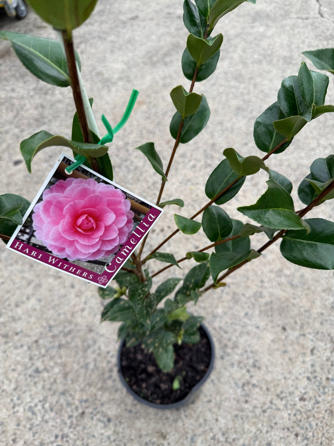 Camellia 'Hari Withers' - Ladybird Nursery