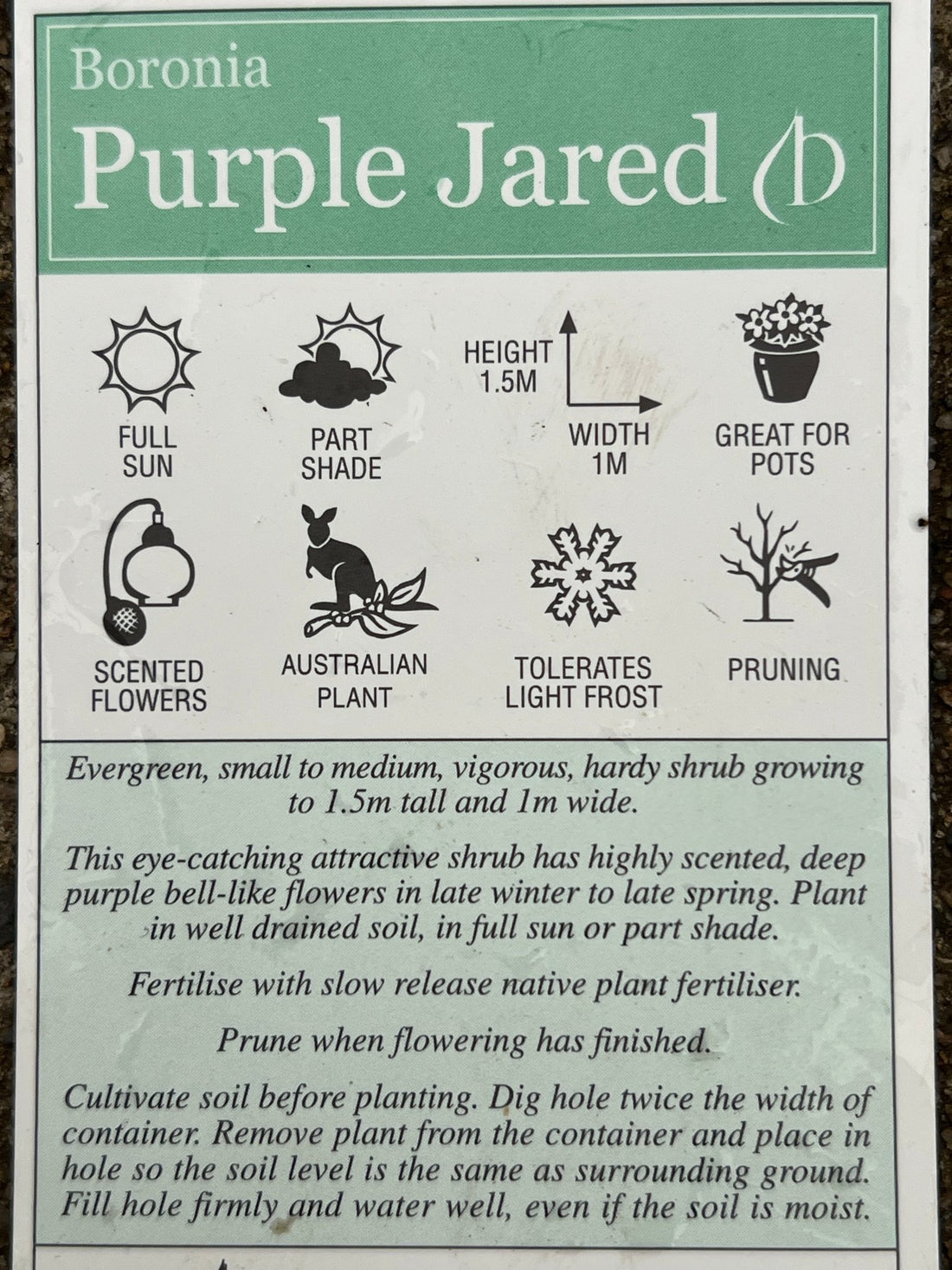 Boronia ‘Purple Jared' - Ladybird Nursery