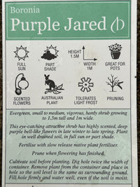 Boronia ‘Purple Jared' - Ladybird Nursery