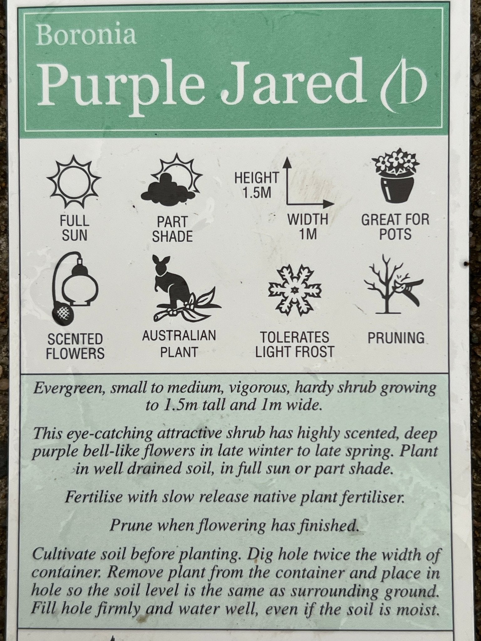 Boronia ‘Purple Jared' - Ladybird Nursery