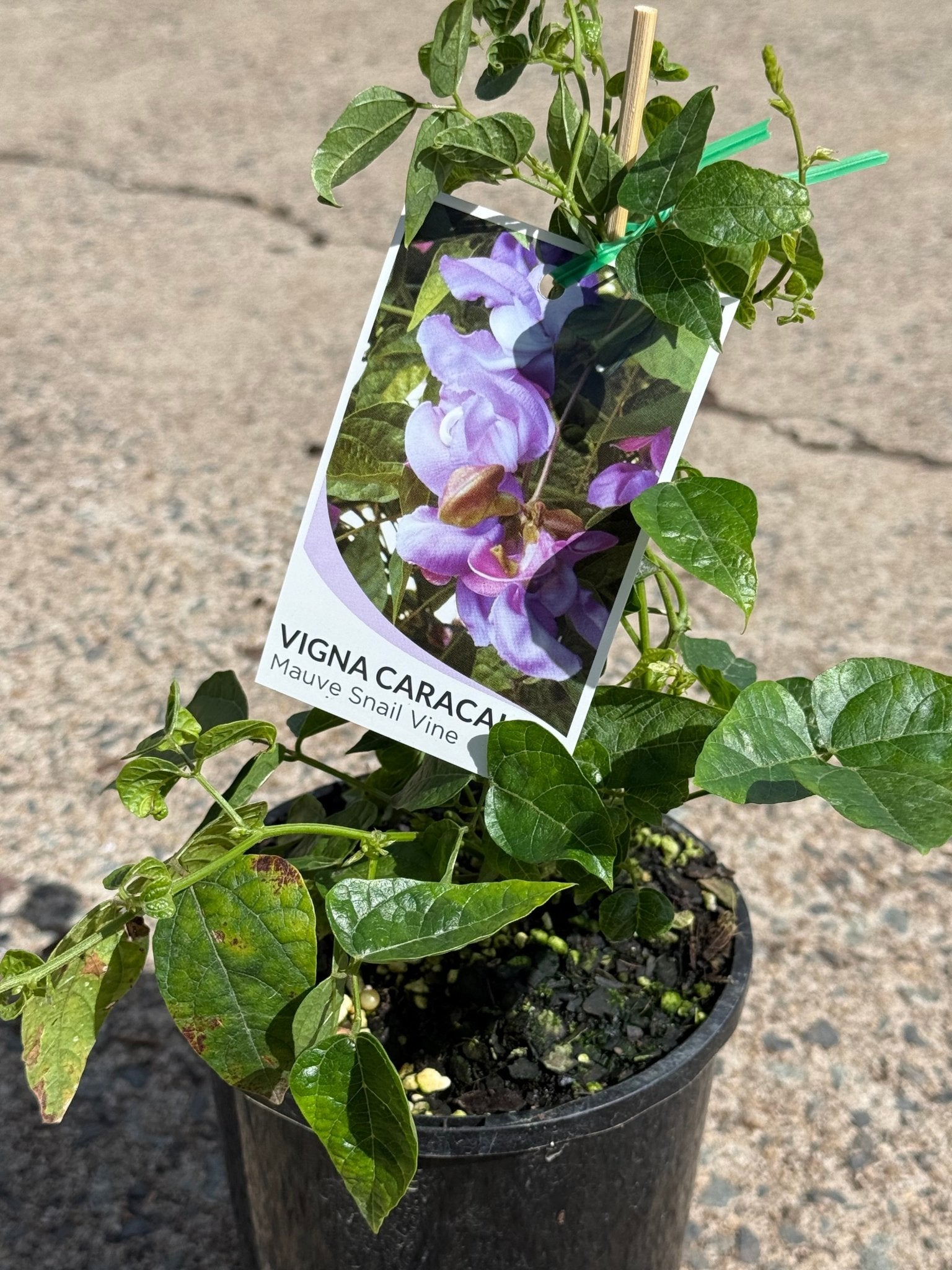 Snail Flower Vine (Cochliasanthus caracalla) - Ladybird Nursery
