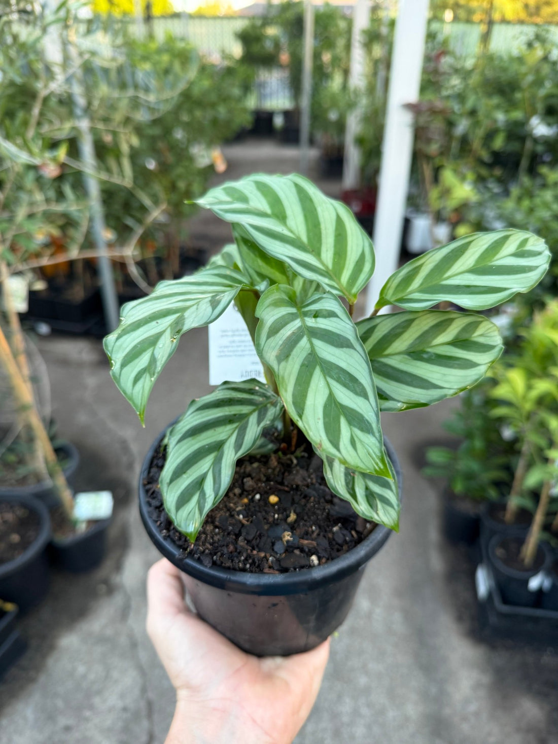 Prayer Plant 'Freddy' (Calathea concinna) - Ladybird Nursery