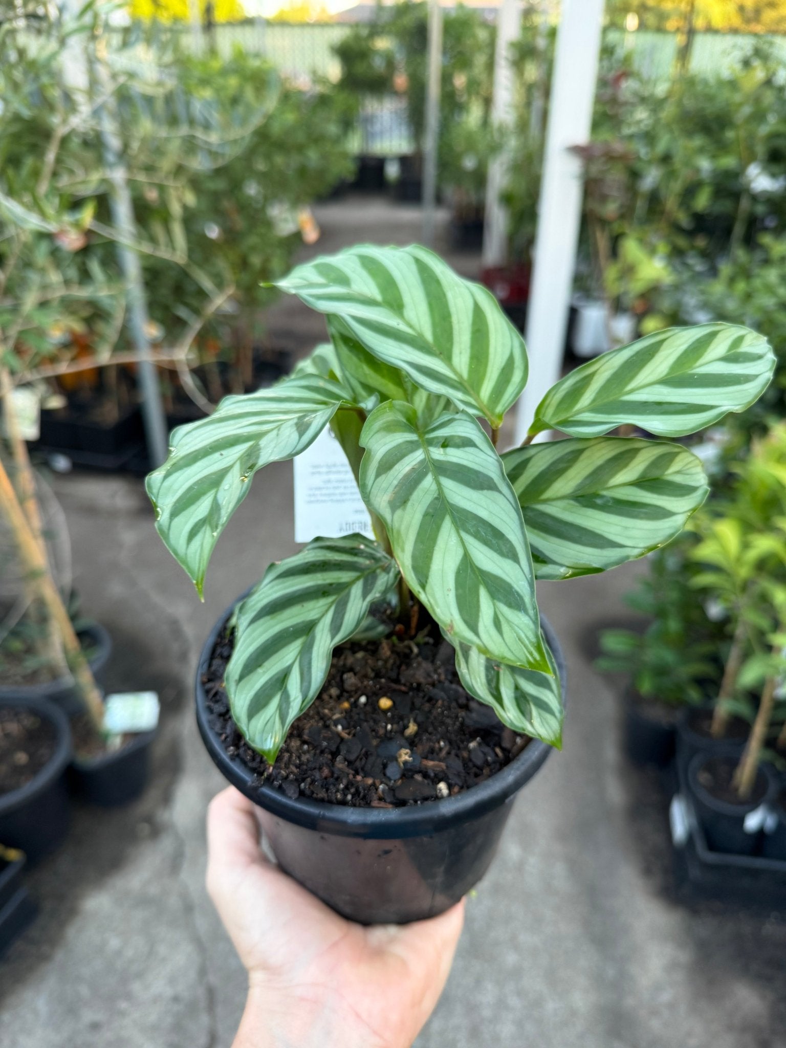 Prayer Plant 'Freddy' (Calathea concinna) - Ladybird Nursery