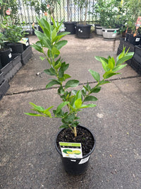 Lime 'Tahitian' - Large (QLD Only) - Ladybird Nursery