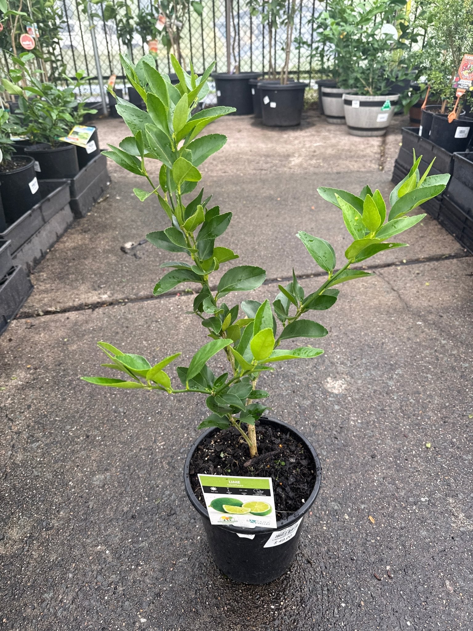 Lime 'Tahitian' - Large (QLD Only) - Ladybird Nursery