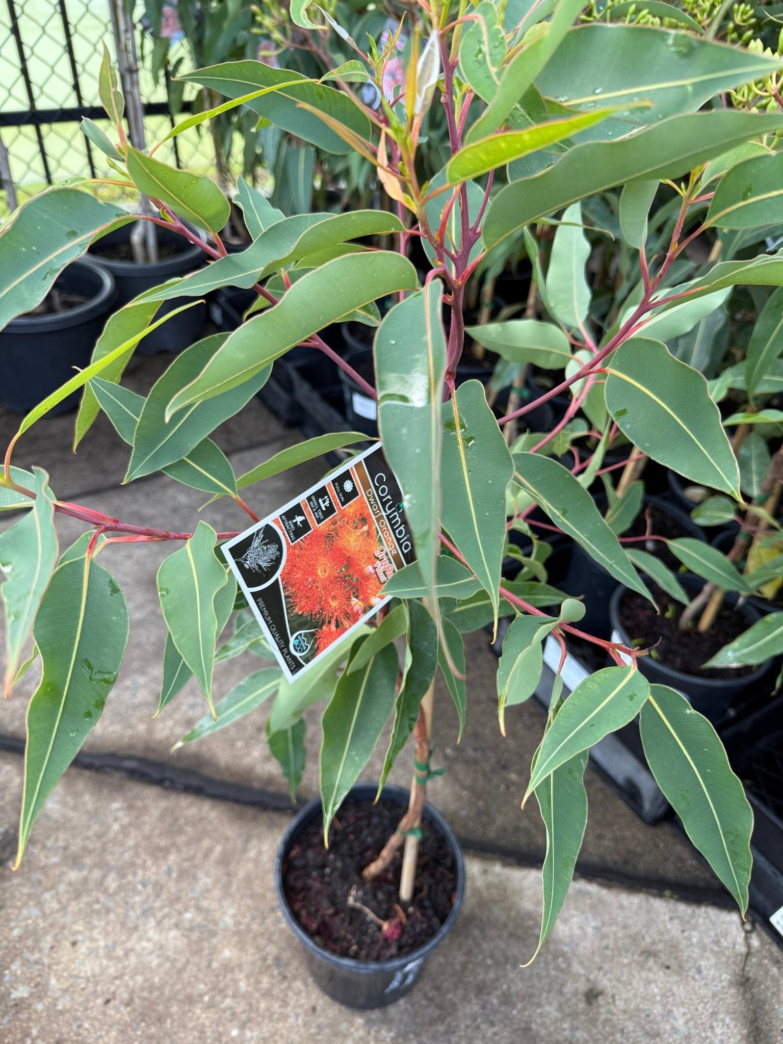 Dwarf Eucalyptus ‘Orange’ (Corymbia ficifolia) - Ladybird Nursery