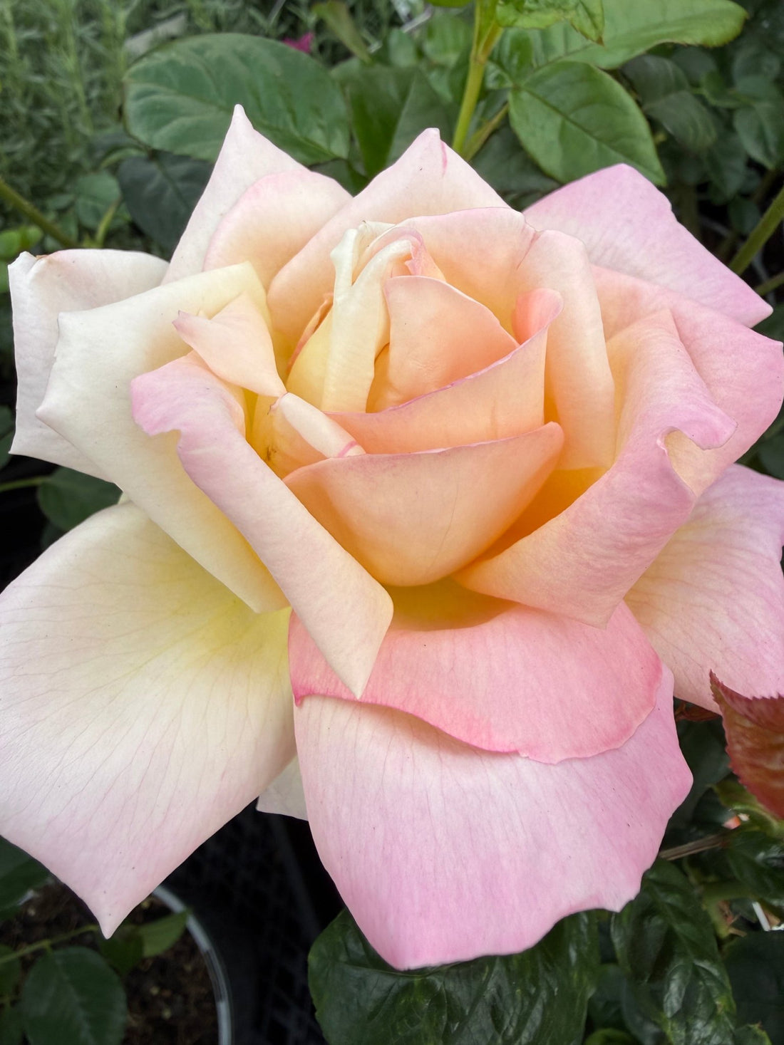 Rose 'Chicago Peace' - Ladybird Nursery