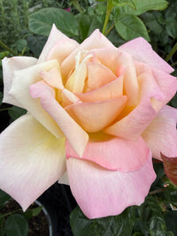 Rose 'Chicago Peace' - Ladybird Nursery