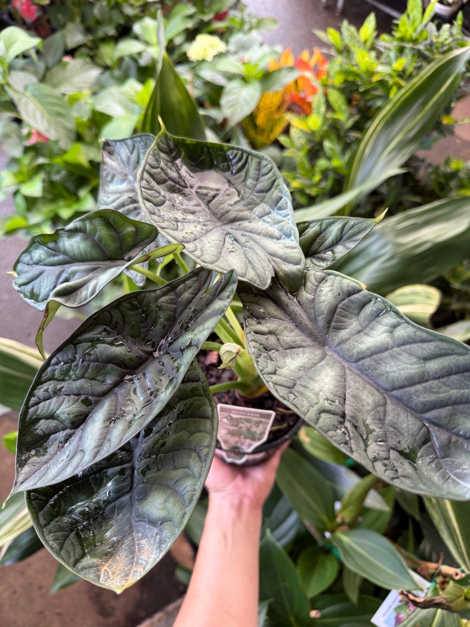 Alocasia 'Dragon Scale' (Alocasia baginda) - Ladybird Nursery